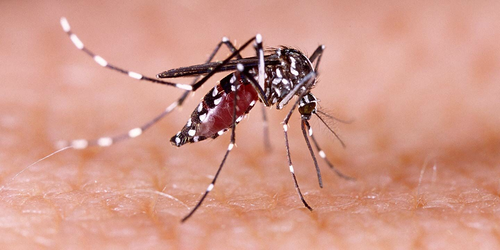 hindi-cla-vi-girl-die-in-tirupattur-tn-due-to-dengue-fever--20240130213006-20240131010707