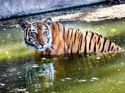 hindi-royal-bengal-tiger-among-18-animal-from-bengal-to-tripura-zoo-under-animal-exchange-programme-