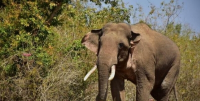 hindi-wild-elephant-kill-42-year-old-wayanad-reident-local-block-road--20240210112105-20240210122026