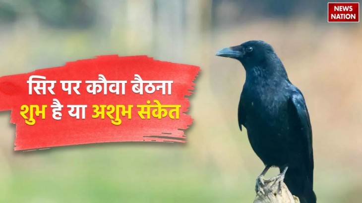 crow sitting on the head an auspicious or inauspicious sign