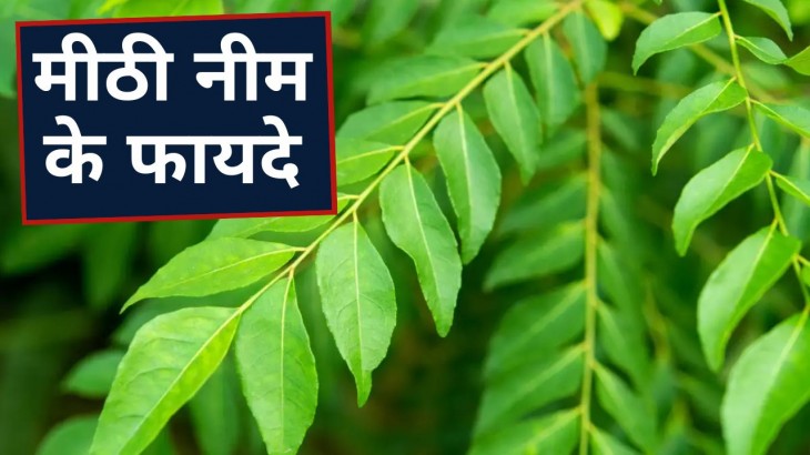 know the health benefits of curry leaf meethi neem ke fayde
