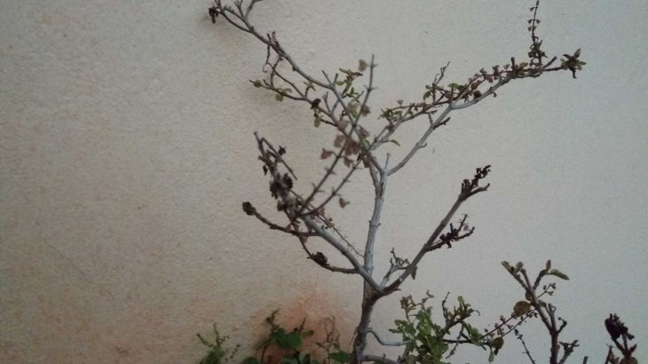 What is the meaning of blackening of tulsi