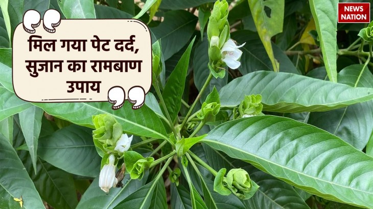 amazing health benefits of adusa herbal plant