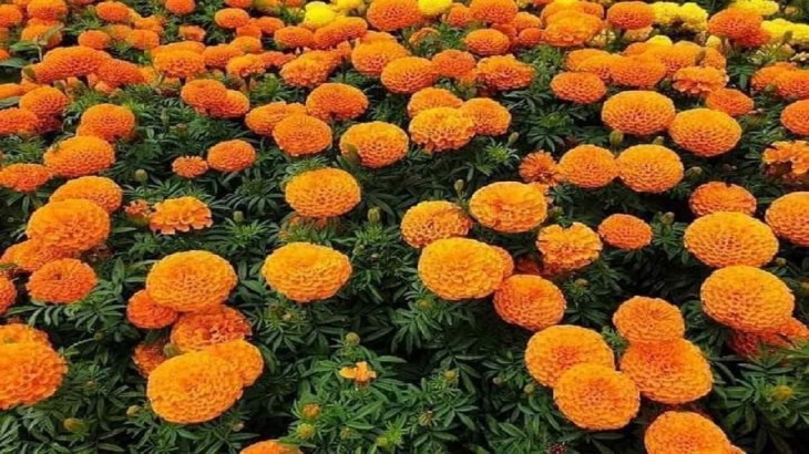 marigold flowers