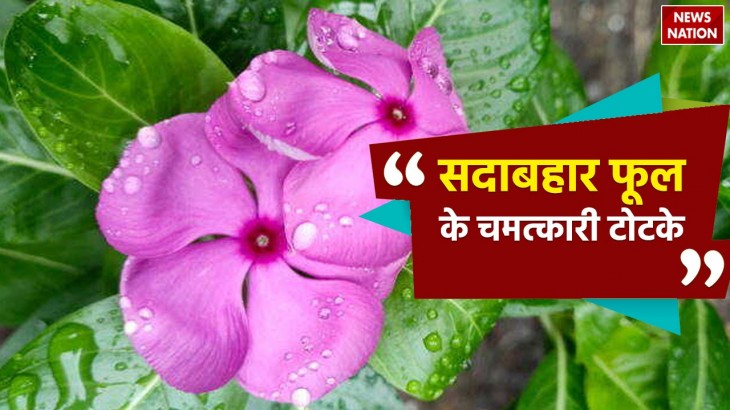 sadabhara flowers totke and benefits evergreen plant religious importance