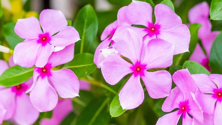 Health Benefits Of  Periwinkle Flowers