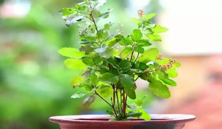 remedies of tulsi to remove Negative energy in the house