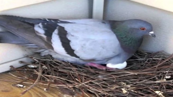 egg pigeon