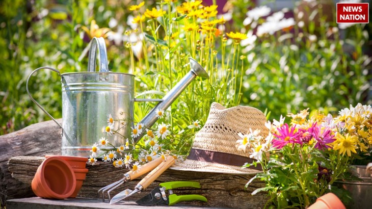 Summer Gardening Tips to keep your plant green and alive