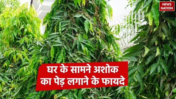 Ashoka Plant Benefit
