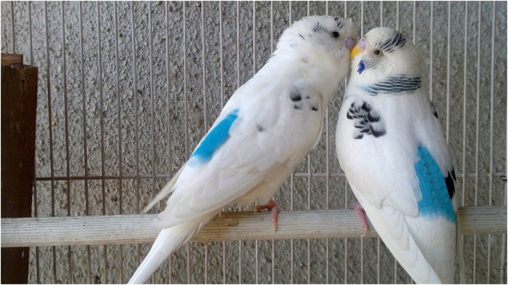 Love Birds Vastu Tips