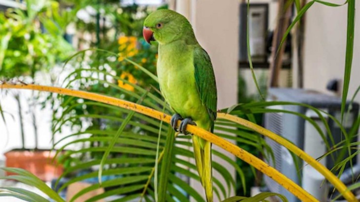 Vastu Tips for Parrot
