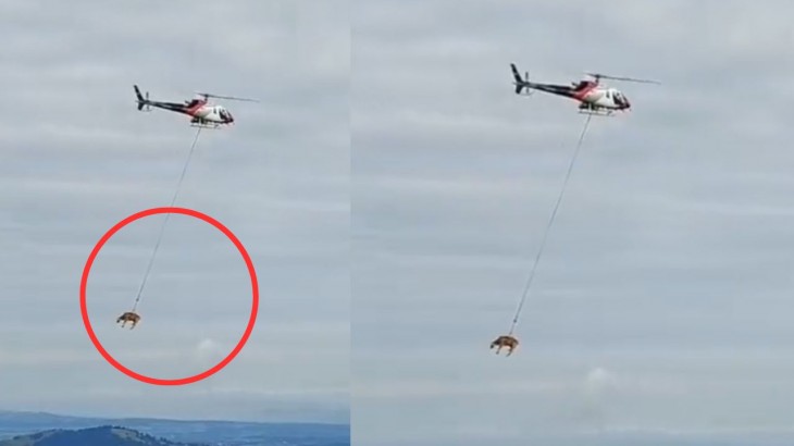 viral rescue video