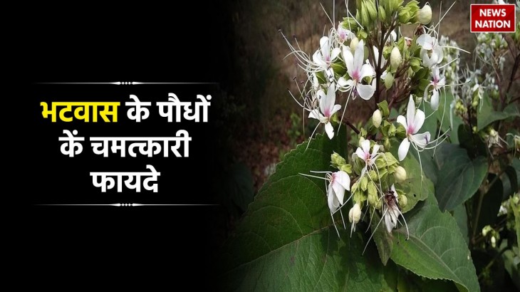 health benefits of bhatwas plants