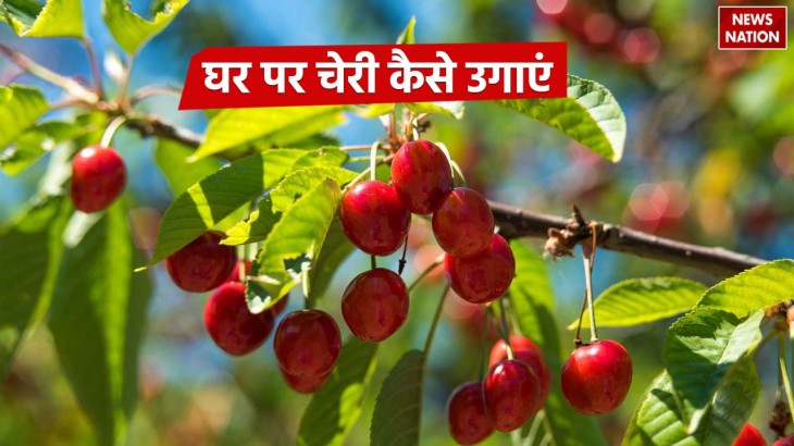 How to Grow Cherry at Home