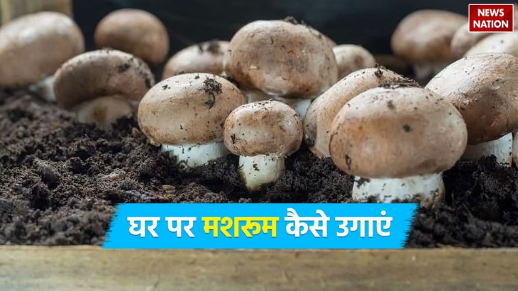 How to Grow Mushroom at Home