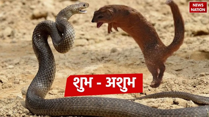 Mongoose and snake fighting Shubh Or Ashubh