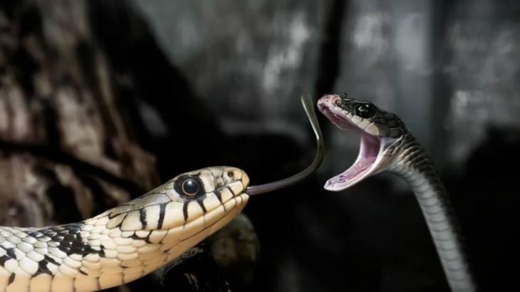 ten dangerous snakes of the world