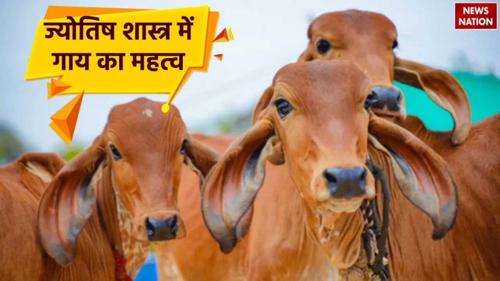Importance of cow in Jyotish Shastra