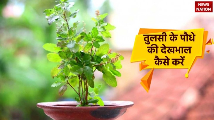 tulsi plant care tips remedies