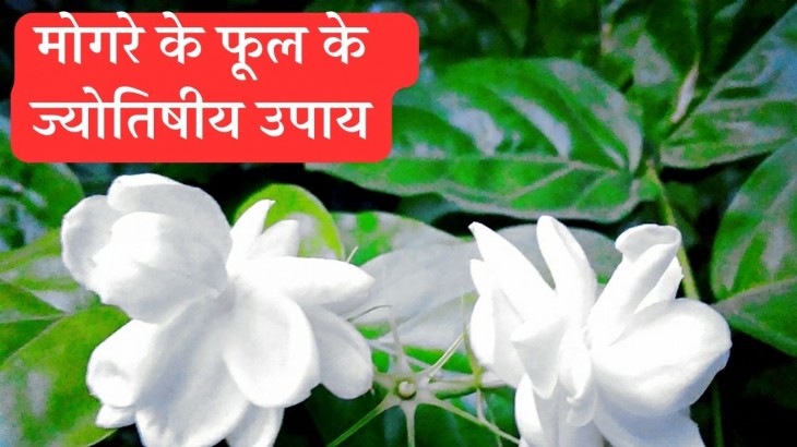 Significance Of The Mogra Flower