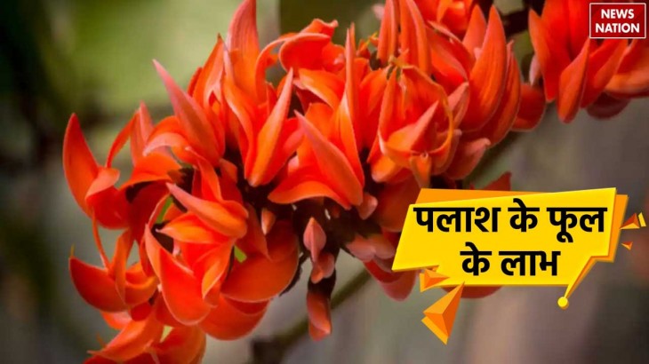 Palash Flower Benefits
