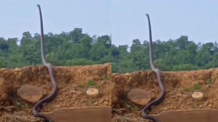 viral snake video