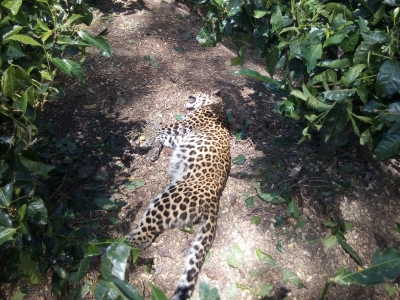 hindi-jk-man-eater-leopard-killed-in-budgam-ditrict--20240402155406-20240402173957