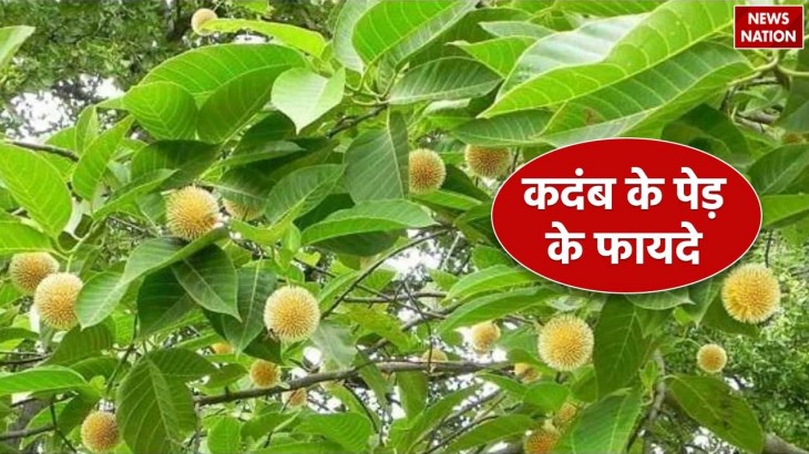 health benefits of Kadamba Tree