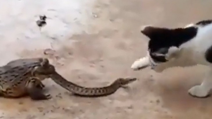 cat and frog beaten snake