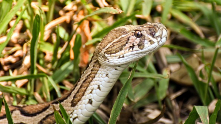 russell viper snake